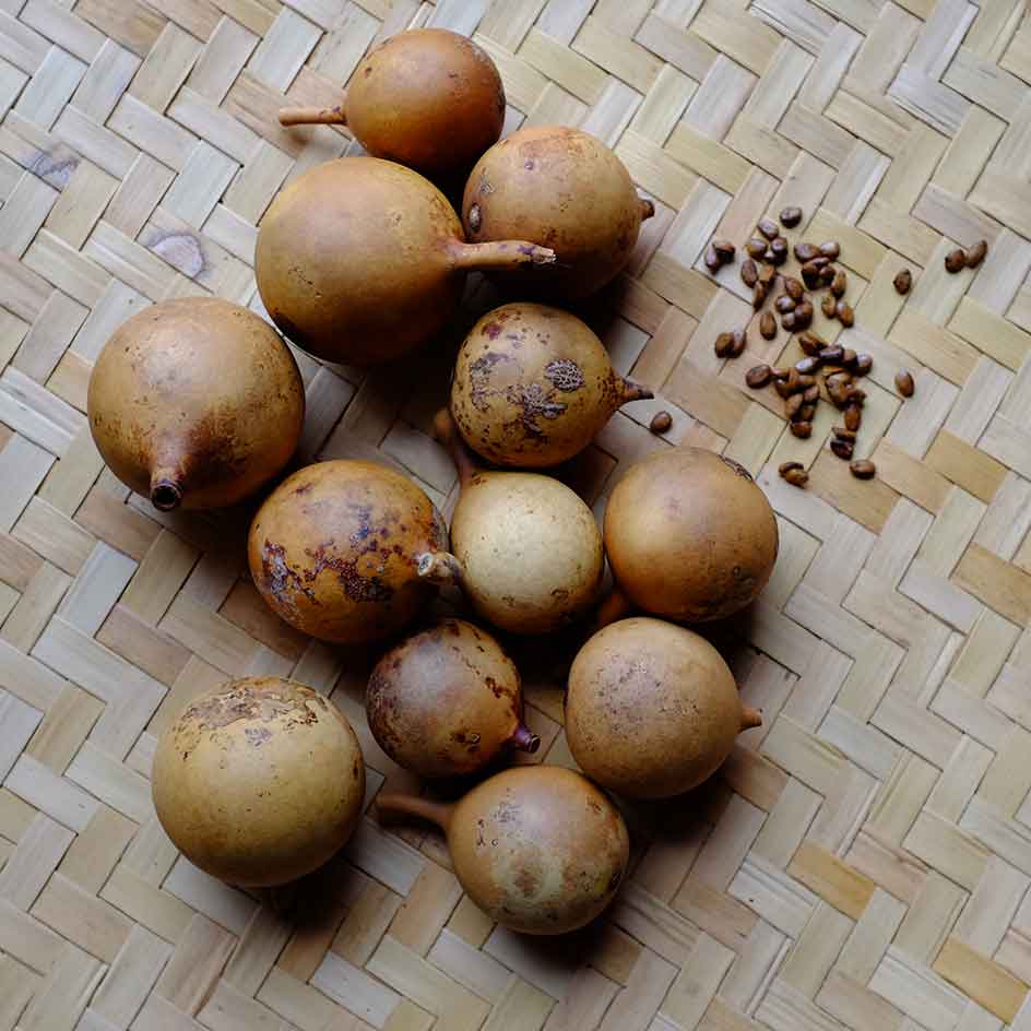 Gourde Mini Nigeria Bio