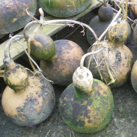 Gourde Plate de Corse Bio - La Boîte à Graines