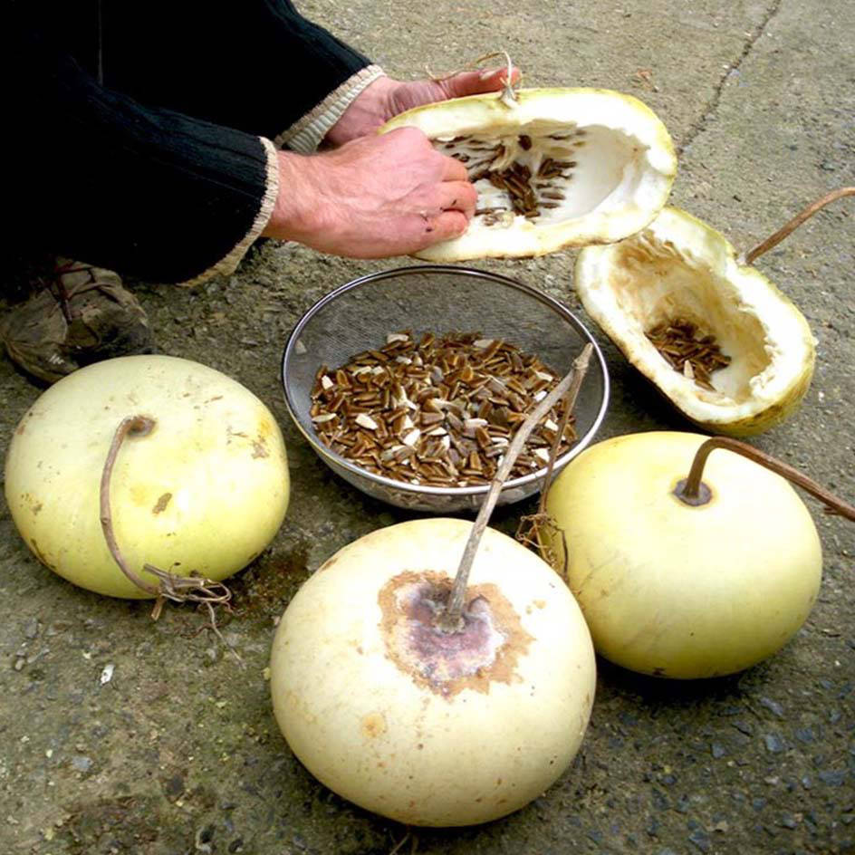 Gourde Plate de Corse Bio - La Boîte à Graines