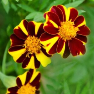 Oeillet d’Inde Mr Majestic Bio - 0.5 gramme