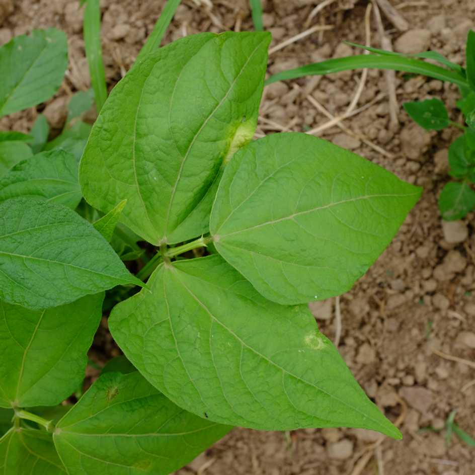 Le haricot Borlotto  Le Potager de Gahard