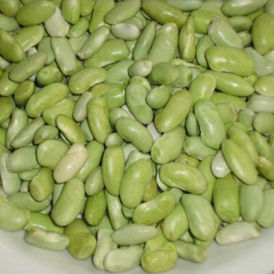 Haricot Soissons vert bio