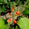 Haricot d'Espagne Lady Di bio