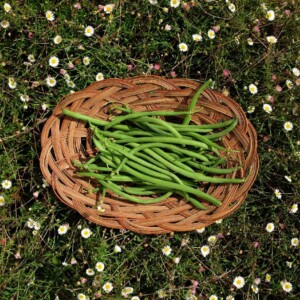 Haricot Pongo Bio - 80 grammes