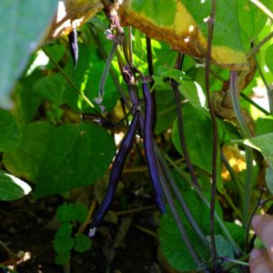 Haricot bio purple Queen