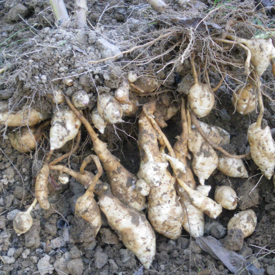 Graines Tubercules