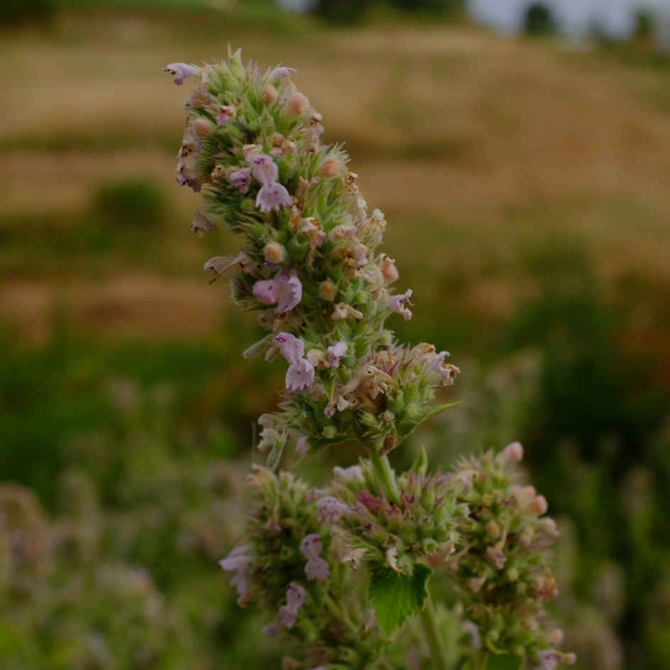 NÃ©cessaire de culture d'herbes Ã chat biologique 