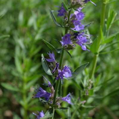hysope bio
