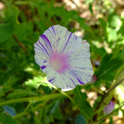 Fleur Ipomée Carnaval de Venise bio