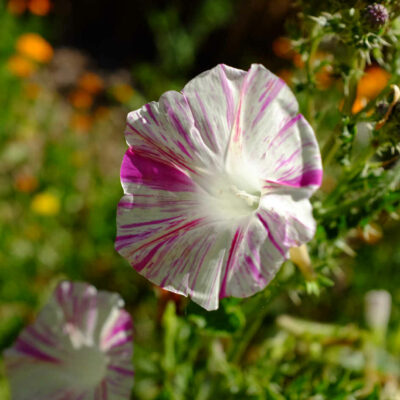 Fleur Ipomée Carnaval de Venise bio