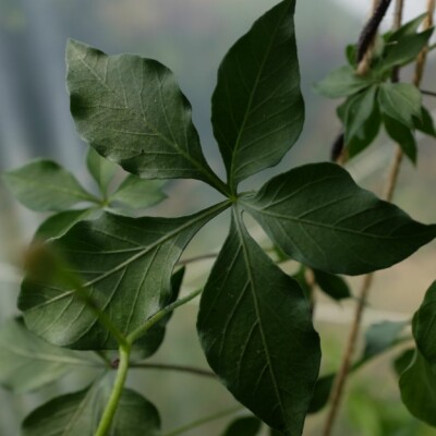 ipomée du transvaal - ipomoea transvaalensis