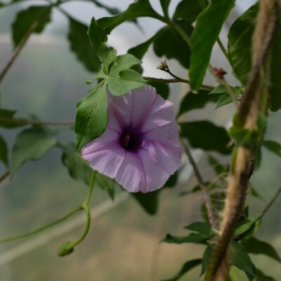ipomée du transvaal - ipomoea transvaalensis