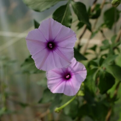 ipomée du transvaal - ipomoea transvaalensis