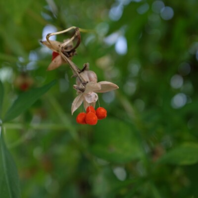 ipomée du transvaal - ipomoea transvaalensis