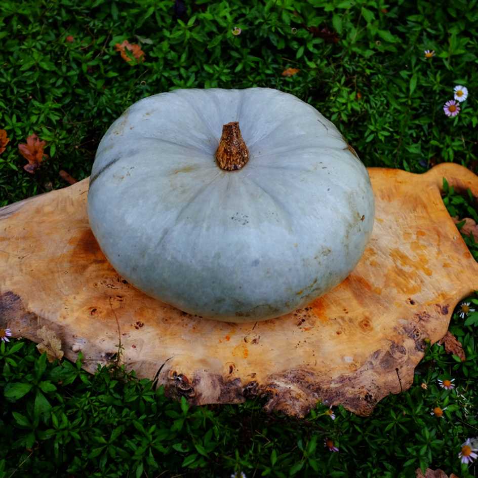 Courges