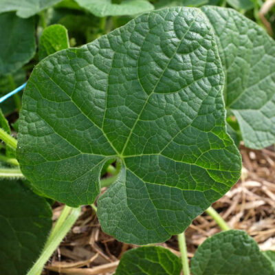 Kiwano bio