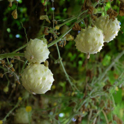 Kiwano blanc bio