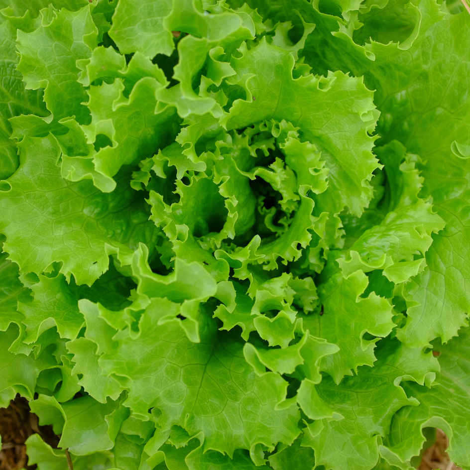 Laitue Batavia Florine Bio