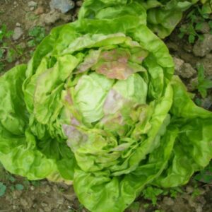 Laitue blonde de Paris bio