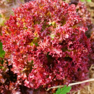 Laitue à Couper Lollo Rossa Bio - 1 gramme