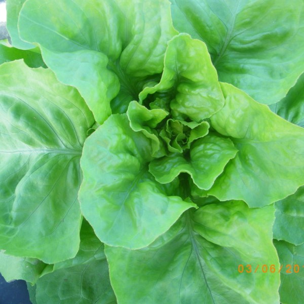 Laitue Pommée du Bon Jardinier Bio