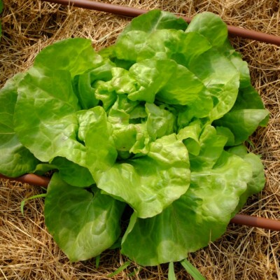 Laitue Triolaise