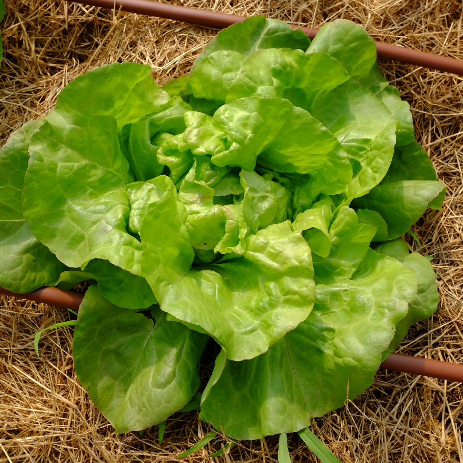 Laitue Pommée Triolaise Bio