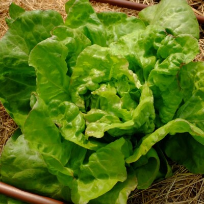 Laitue Triolaise