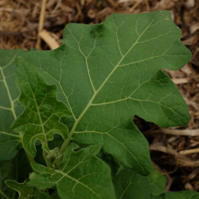 aubergine afraicaine goyo kumba bio