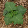 aubergine afraicaine goyo kumba bio