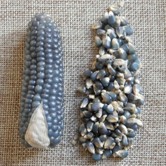 Maïs grains
