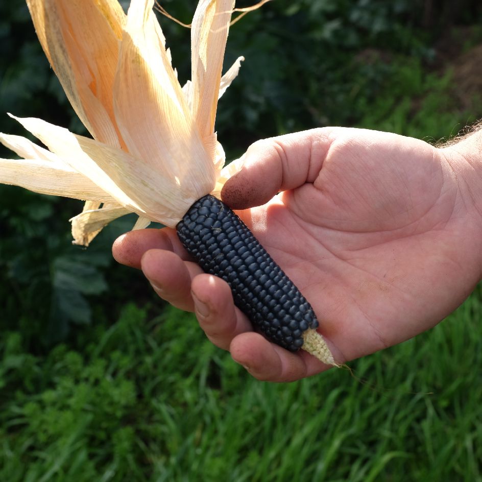 Maïs Doux Blue Jade Bio