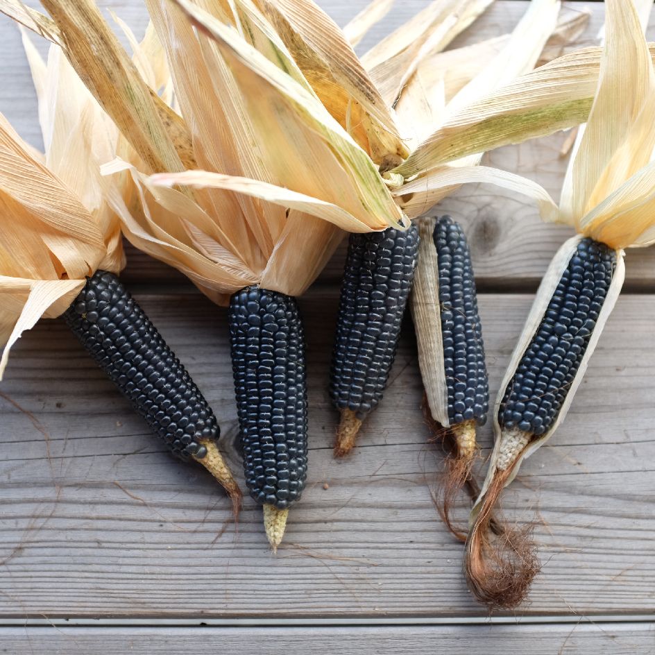 maïs-blue-jade-bio-semence-la-boite-a-graines-2025 (13)_WEB maïs Blue Jade : variété mesurant 180 centimètres et donnant des épis bleutés consommés en grain frais. Semences reproductibles.
