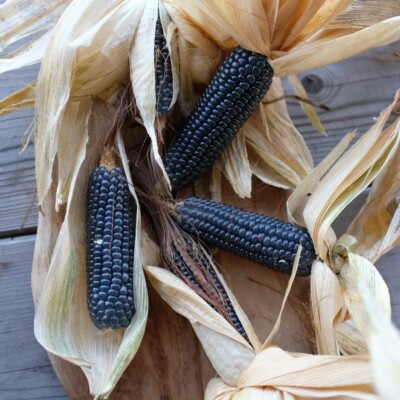 maïs Blue Jade : variété mesurant 180 centimètres et donnant des épis bleutés consommés en grain frais. Semences reproductibles.