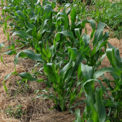 maïs Blue Jade : variété mesurant 180 centimètres et donnant des épis bleutés consommés en grain frais. Semences reproductibles.