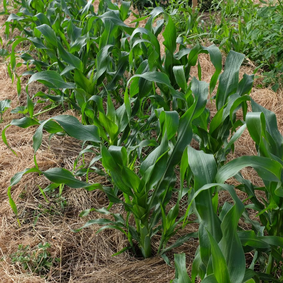 mais blue jade_WEB maïs Blue Jade : variété mesurant 180 centimètres et donnant des épis bleutés consommés en grain frais. Semences reproductibles.