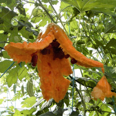 Margose à piquant bio