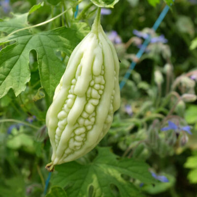 Margose à piquant bio