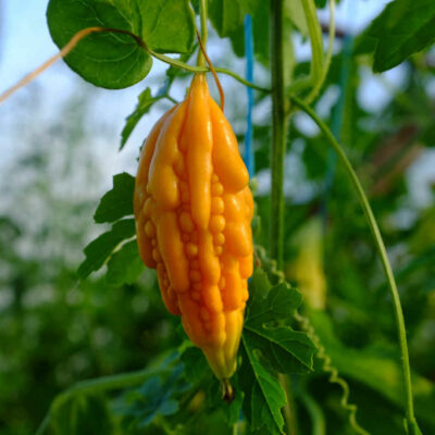 Margose à piquant bio