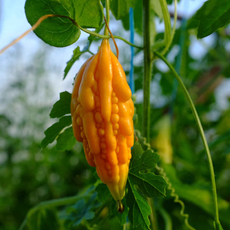 Margose à Piquant Bio