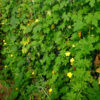 Margose à piquant bio