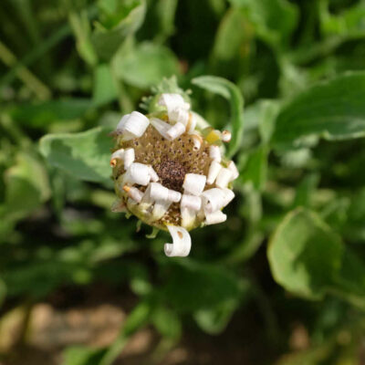 Marguerite africaine bio