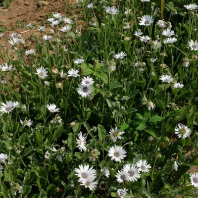 Marguerite africaine bio