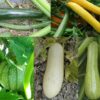 Mélange de courgettes bio