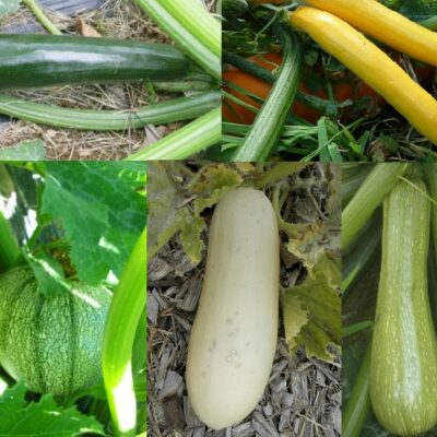 Mélange de courgettes bio