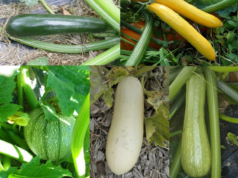 mélange de Courgettes Bio – Gamme Couleur au Jardin