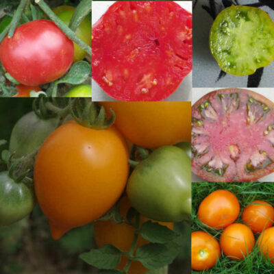 Mélange de tomates bio