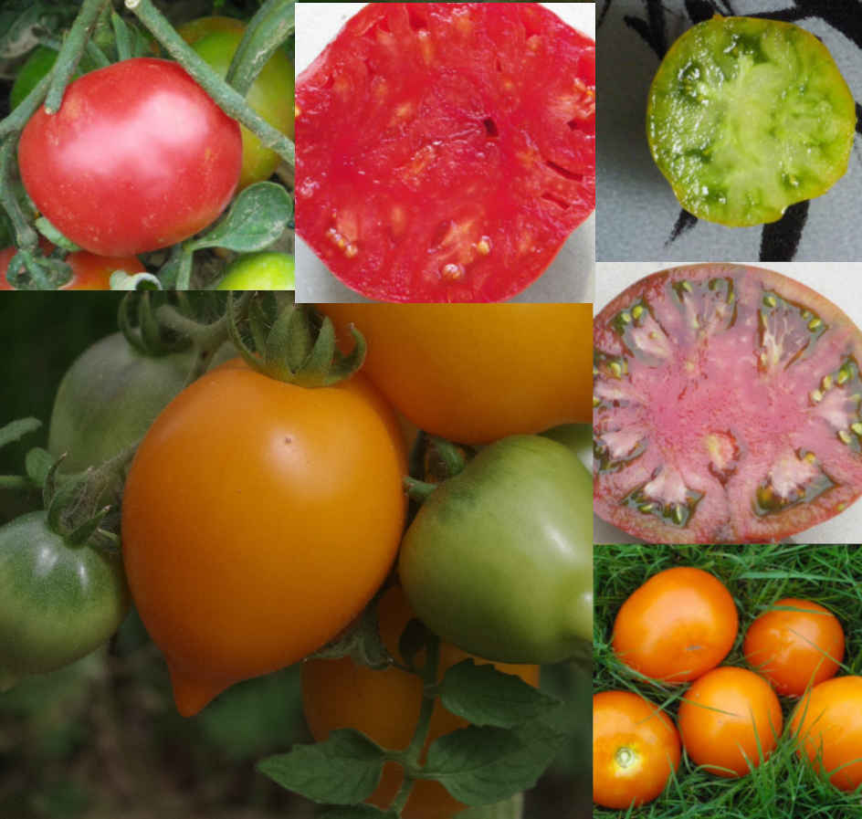 mélange de Tomates Bio – Gamme Couleur au Jardin