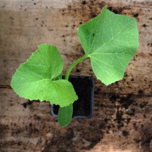 Melon De Luneville Bio - 1 gramme
