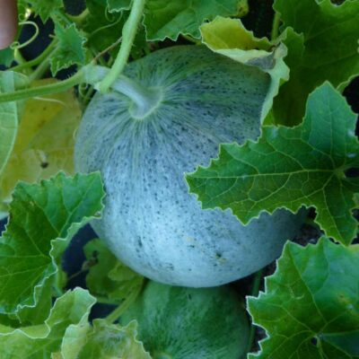 Melon Cantaloup Ornilabel bio